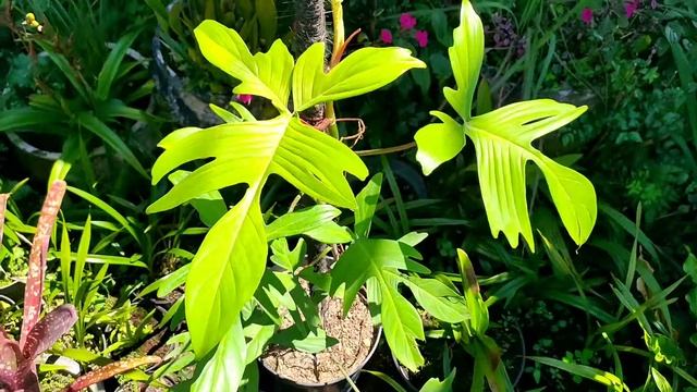 Philodendron "Florida Ghost" смотреть онлайн