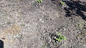 Картошка в пырее,природное с Плоскорезом-косой.