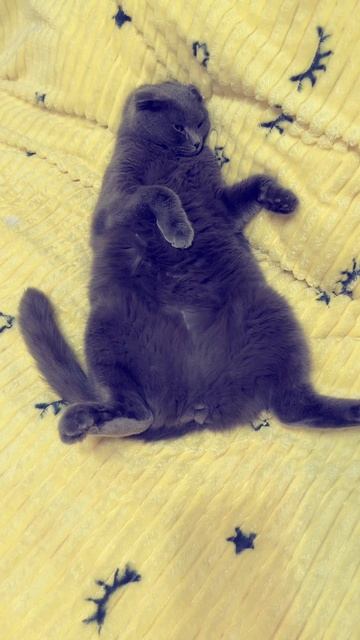 🔴 КОТ СМОКИ🔴 смотреть онлайн