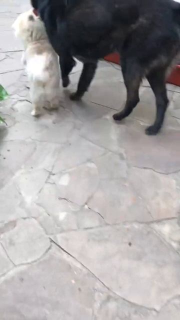 Наши питомцы🐕🦺🦮 Жадный шпиц.
