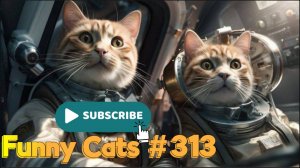 Смешные коты #313