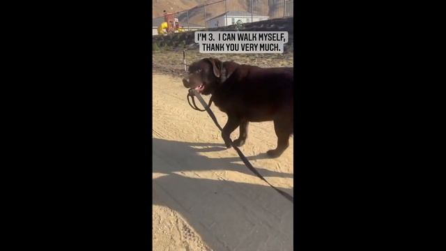 Smart Lab goes for walks only on his terms #Shorts смотреть онлайн