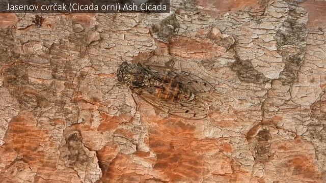 2 Cvrčka: Jasenov I Obični (Cicada Orni Et Lyristes Plebejus) 2 Cicadas: Ash & Common