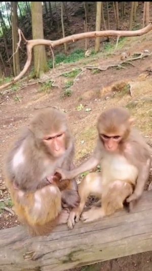 The daily life of small monkeys in the reserve #47