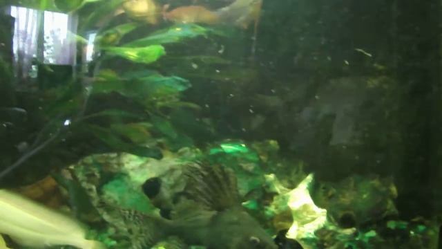 Augen größer als das Maul смотреть онлайн