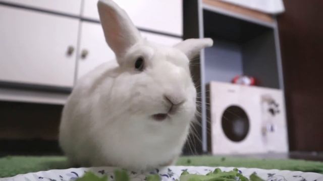 Салатик для кролика 🌿🐰 смотреть онлайн