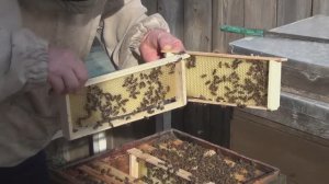 Дела текущие у пчёл в огороде  (сюжет 13)