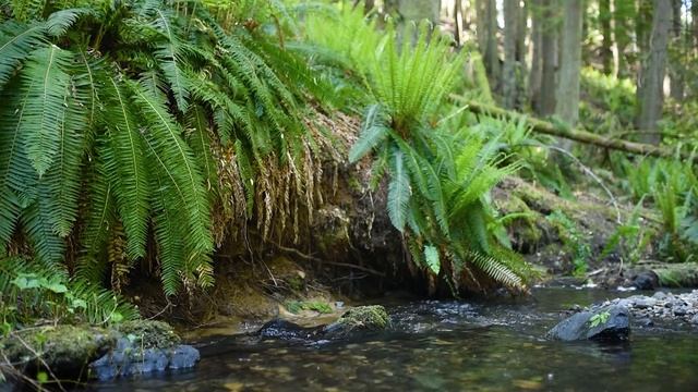 Forest Creek and Birdsong | 1hr | Music & Sounds for Sleep, Relaxation, Meditation смотреть онлайн