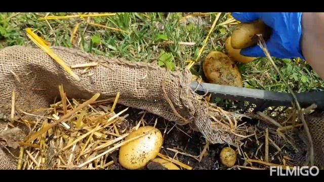 КАРТОШКА В ЯЩИКЕ ЭКСПЕРИМЕНТ. смотреть онлайн