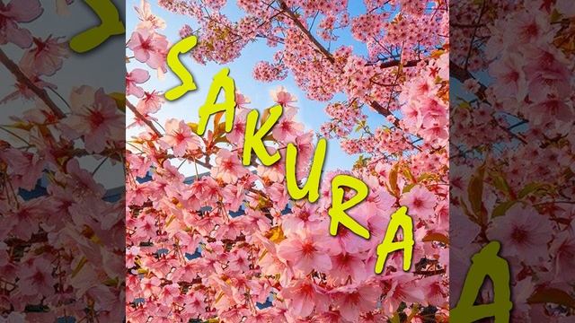 Sakura смотреть онлайн