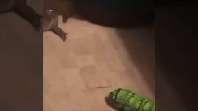 .Webm смотреть онлайн