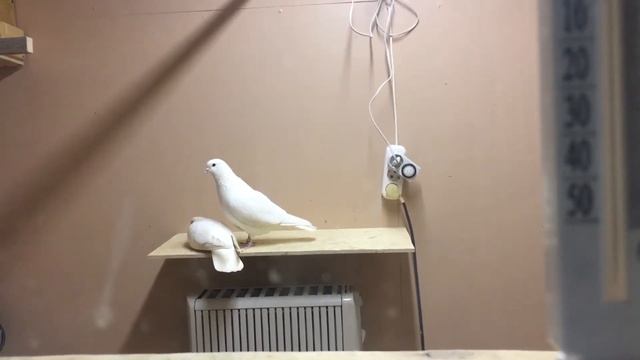 Голуби заигрывают❤️💓 смотреть онлайн