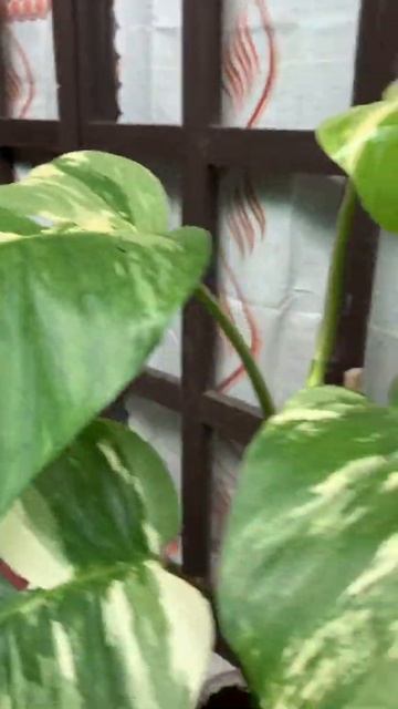 Updating my epipremnum pinnatum albo смотреть онлайн