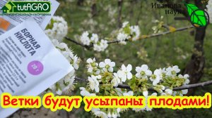 УРОЖАЙ УТРОИТСЯ С ЭТОЙ ПОДКОРМКОЙ! Куча завязей и защита от холода: саду это нужно как воздух!