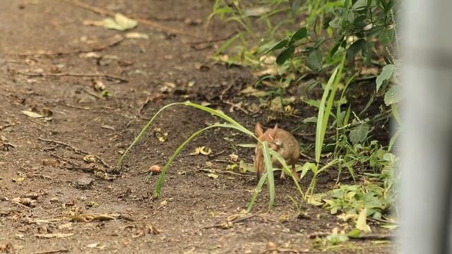 Four-toed sengi | around Makuleke Camp смотреть онлайн