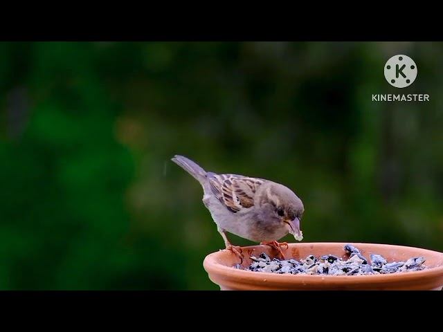 мы родились в сибири//главный казначей//обзор канала смотреть онлайн