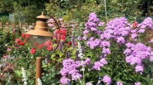 Защита роз от болезней, чем обрабатываю. Обзор прекрасных роз в саду в августе