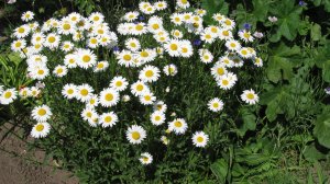 Нивяник или поповник. Выращивание в открытом грунте.