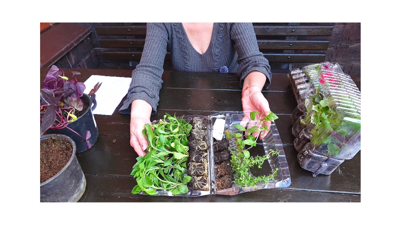 Посылка с вегетативкой. Установили новые грядки и заборчик с WB смотреть онлайн