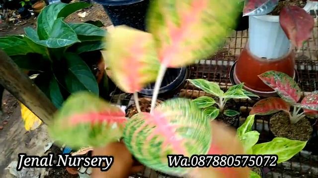 Promo Ramadhan Aglonema Hadir Lagi Jangan Sampai Kehabisan 😊 смотреть онлайн