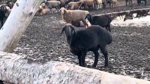 10/10/2023 Курдючные овцы кроются потихоньку