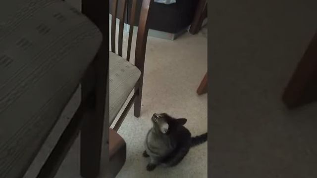 Разговор с котом (смешные коты) смотреть онлайн
