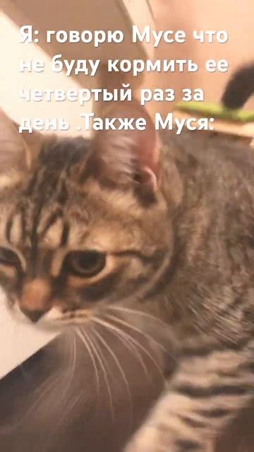 Может быть сможем #котики #домашниеживотные #котикиправятмиром #животные #subscribe #shorts смотреть онлайн