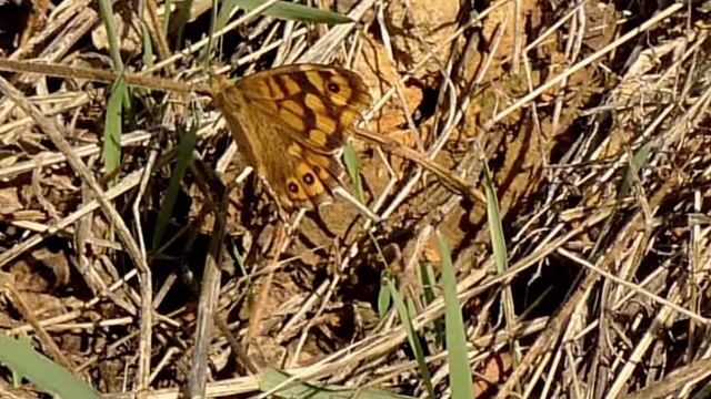 Brown Wall - Argus Vlinder