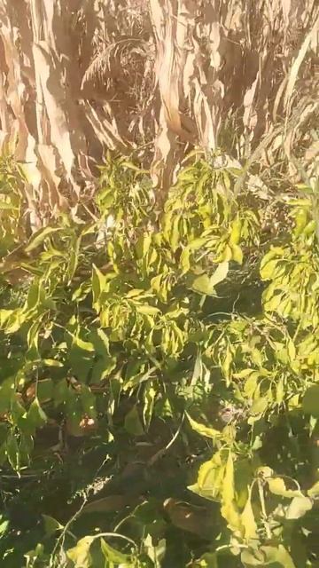 так вот ты какой, болгарский перец😂😂😂😂ноябрь,а ему хоть бы что,цвести продолжает #болгарскийперец