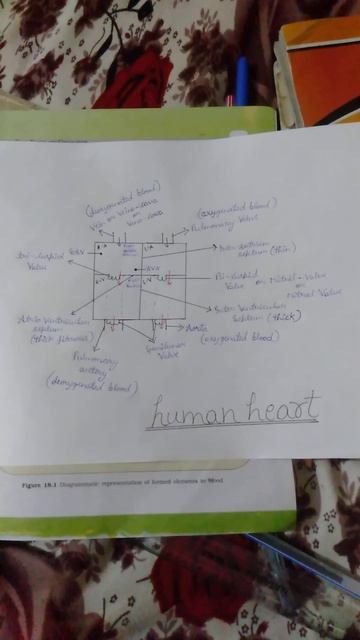 human heart❤️please subscribe my channel смотреть онлайн