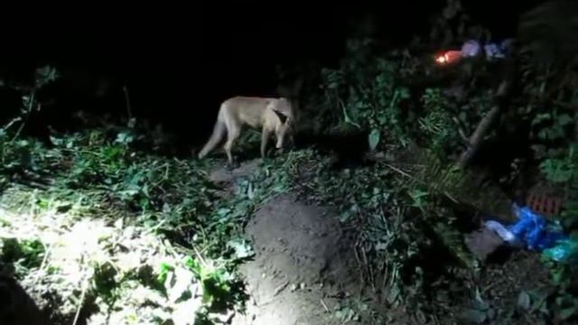 Ночью лиса у костра смотреть онлайн