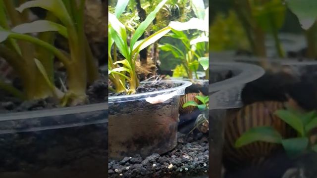 Ikan Broshmouth Albino Slayer смотреть онлайн