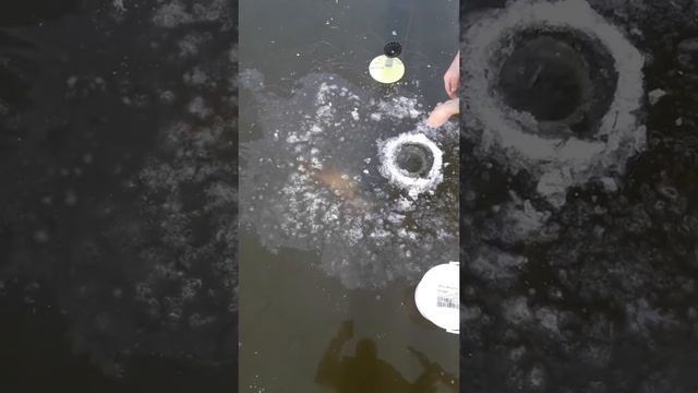 Щука 7 кг на жерлицу еле в лунку влезла. Первый лёд. смотреть онлайн
