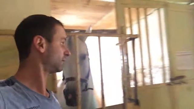 Я с Кареном пошли смотреть лошадей