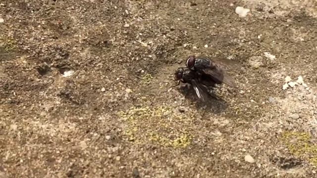 Flies Mating смотреть онлайн