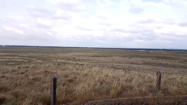 Бизоны 06/2018