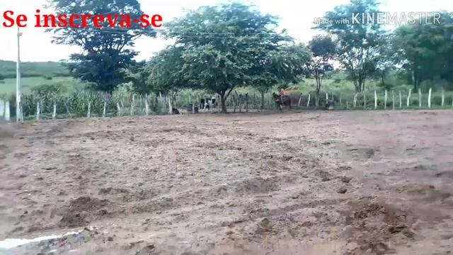 Preparando os cavalos pras festas que vem por ai.. Chama na bota papai смотреть онлайн