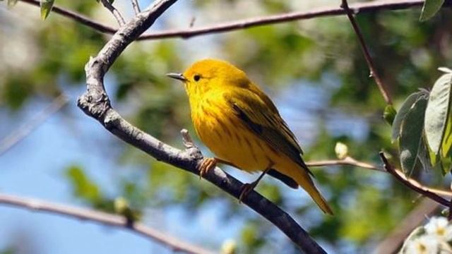 Yellow Warbler Song! Yellow Warbler Call! Sound! - Reinita De Manglar Canto - Setophaga Petechia смотреть онлайн