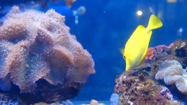 Relaxing Ocean Fish | Beautiful Emperor Angelfish, Evil Eye Puffer Fish