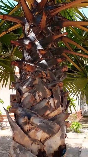 variegated palm tree. смотреть онлайн
