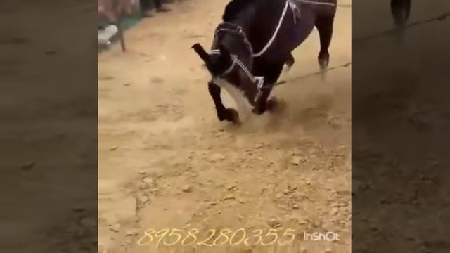 Аспи ракоса ҳатман тамошо куекд ҳаловат мебарен смотреть онлайн