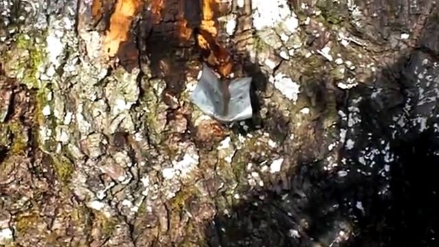 Кленовика. 09.03.2016. Часть 1-я смотреть онлайн