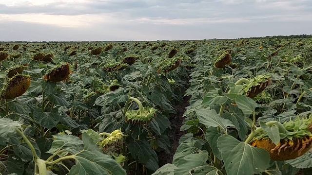 Гібрид соняшника "Сірокко" від Мірасол. Вересень 2022 р. Херсонська область. Огляд поля клієнтом. смотреть онлайн
