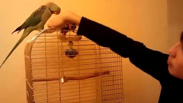 Наш попугай Мартин )))