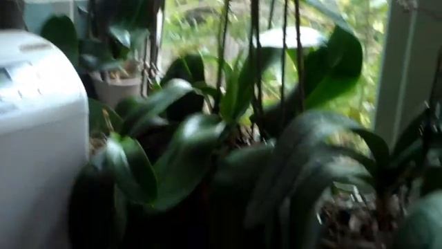 My very own orchid farm смотреть онлайн