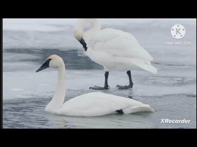 Мы родились в Сибири//дождались!!!/обзор канала смотреть онлайн