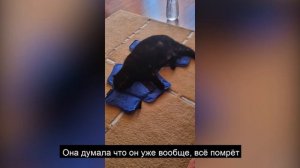 Отзыв. Микросферы спасли жизнь коту.