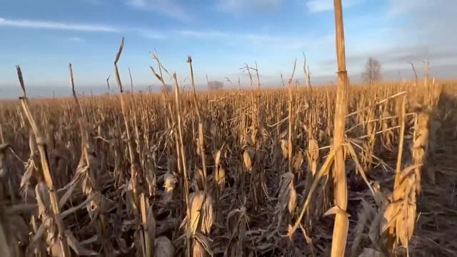 З слабкими нервами не дивитись‼️😱стан 🌽🌻і сої в полі зимою⁉️😥поїхали в поле 25 01 2023🇺🇦
