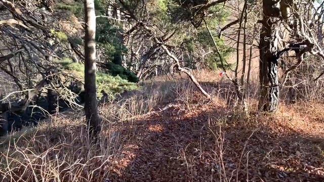 Прогулка на природе с панорамным видом, звуки ASMR в лесу при ласковом ветре, поход на вершину горы