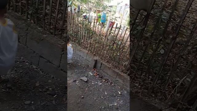 So Smart King Vlogging #provincelife #provincelifeinthephilippines #bloggerking смотреть онлайн